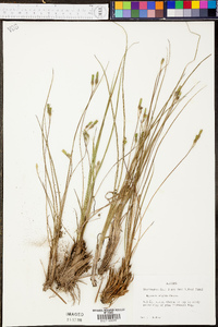 Hypoxis rigida image