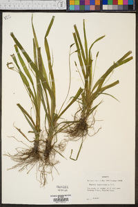 Hypoxis leptocarpa image