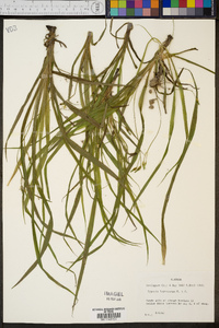 Hypoxis leptocarpa image