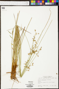 Juncus coriaceus image