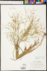 Juncus brachycephalus image