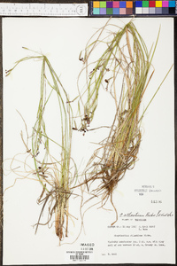 Sisyrinchium atlanticum image