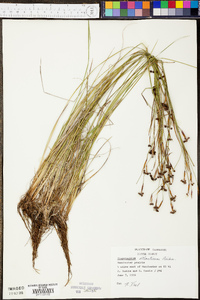 Sisyrinchium atlanticum image