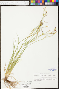 Sisyrinchium atlanticum image