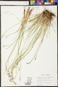 Sisyrinchium atlanticum image