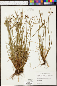 Sisyrinchium atlanticum image