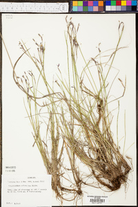 Sisyrinchium atlanticum image