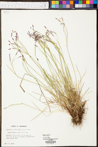 Sisyrinchium atlanticum image