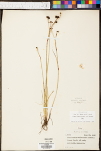 Sisyrinchium atlanticum image