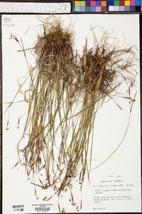 Sisyrinchium langloisii image