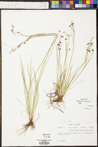 Sisyrinchium atlanticum image