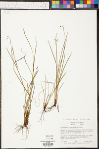 Sisyrinchium atlanticum image