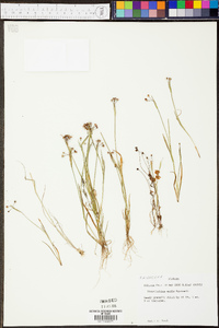 Sisyrinchium exile image