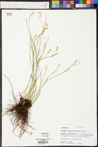 Sisyrinchium fuscatum image