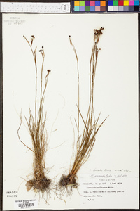 Sisyrinchium fuscatum image