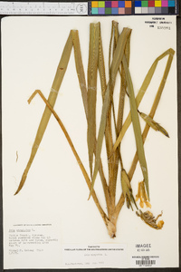 Iris virginica image