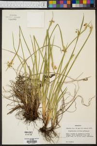 Sisyrinchium albidum image