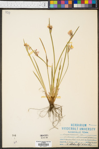 Sisyrinchium albidum image