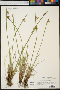 Sisyrinchium albidum image