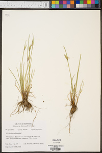 Sisyrinchium albidum image