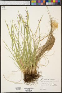 Sisyrinchium albidum image