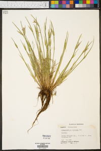 Sisyrinchium albidum image