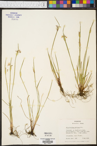 Sisyrinchium albidum image