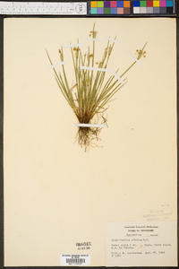 Sisyrinchium albidum image