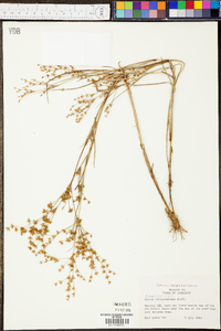 Juncus diffusissimus image