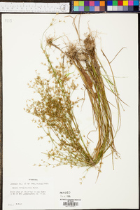 Juncus diffusissimus image