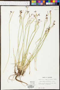 Sisyrinchium atlanticum image