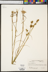 Juncus scirpoides image