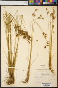 Juncus secundus image