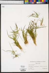 Juncus repens image