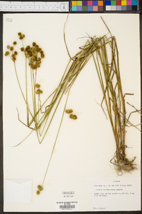 Juncus brachycarpus image