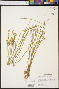 Juncus brachycarpus image