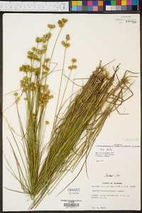 Juncus brachycarpus image