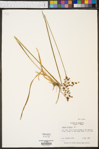 Juncus biflorus image