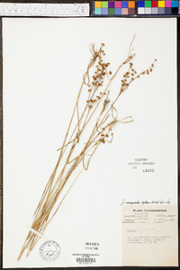 Juncus biflorus image