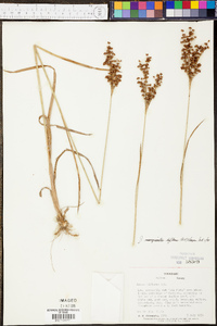 Juncus biflorus image