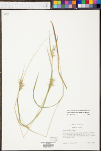 Carex lonchocarpa image