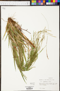 Carex leptonervia image