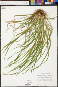 Carex leptonervia image