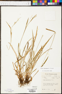 Carex leptonervia image