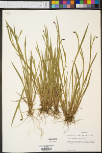 Sisyrinchium albidum image