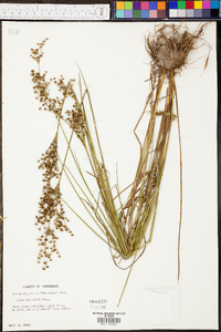 Juncus elliottii image