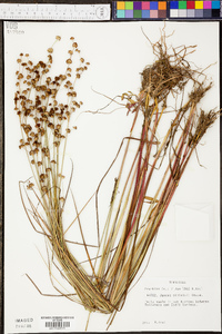 Juncus elliottii image