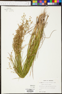 Juncus elliottii image