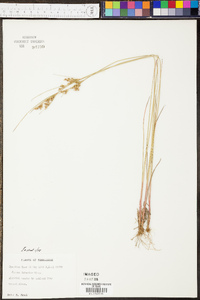 Juncus interior image