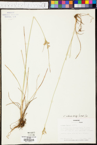 Juncus interior image